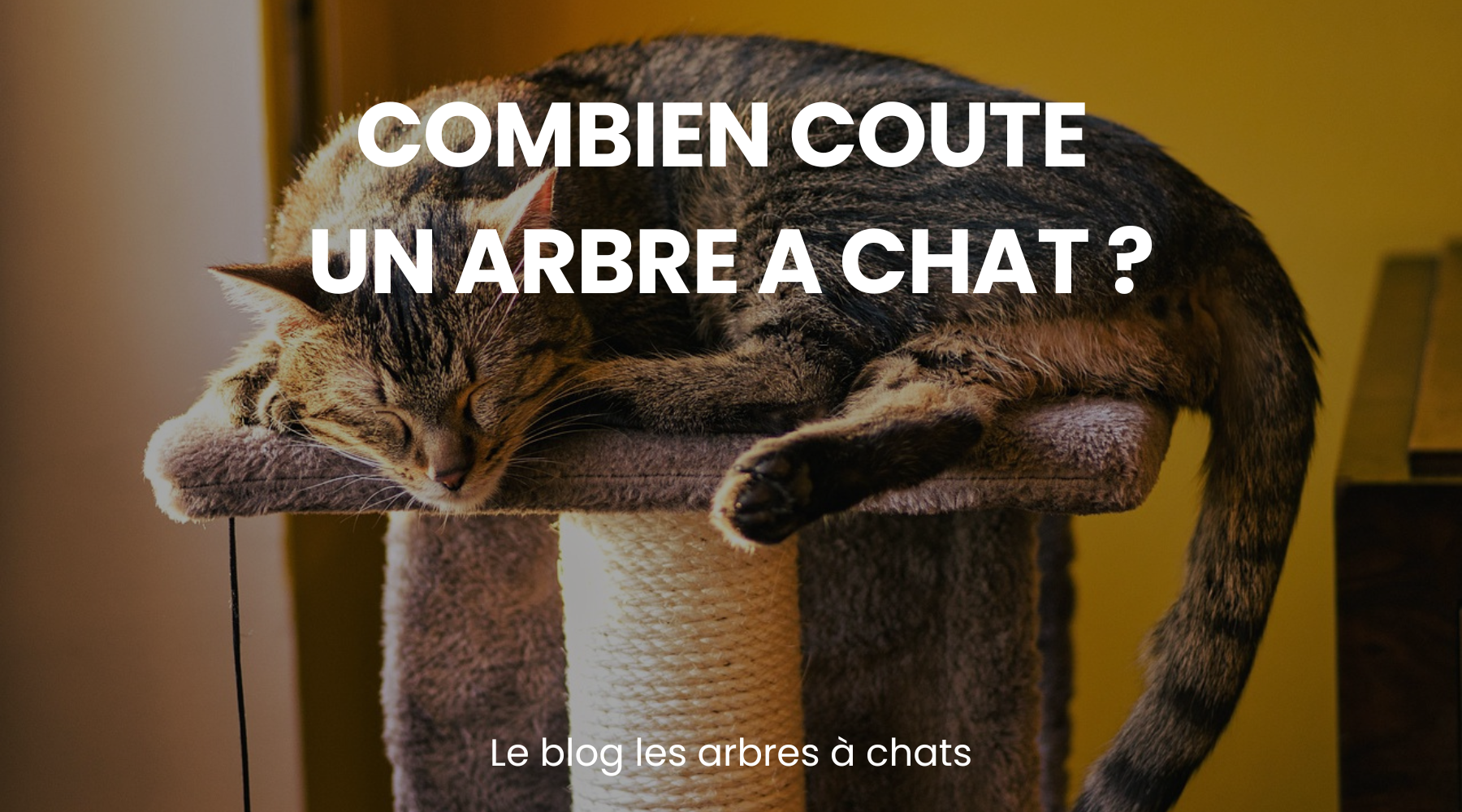 Combien coute un arbre à chat ? - Le guide les arbres à chats