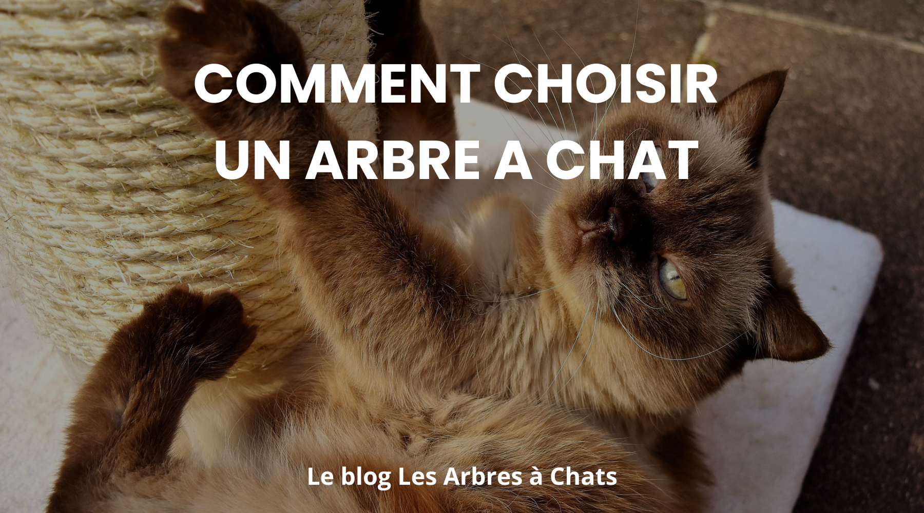 Comment choisir un arbre à chat - Le guide les arbres à chats