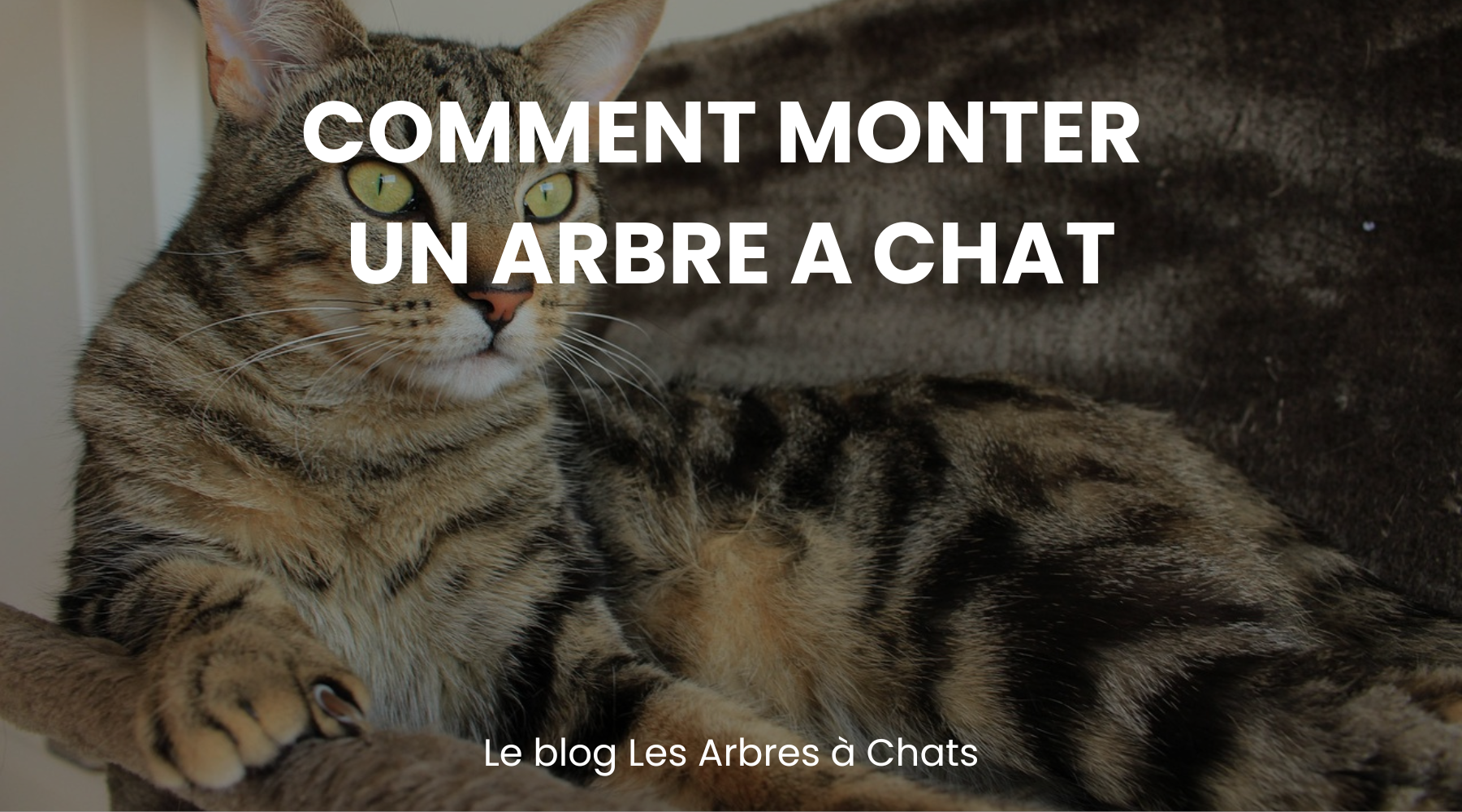 Comment monter un arbre à chat - Le blog Les Arbres à Chats Image