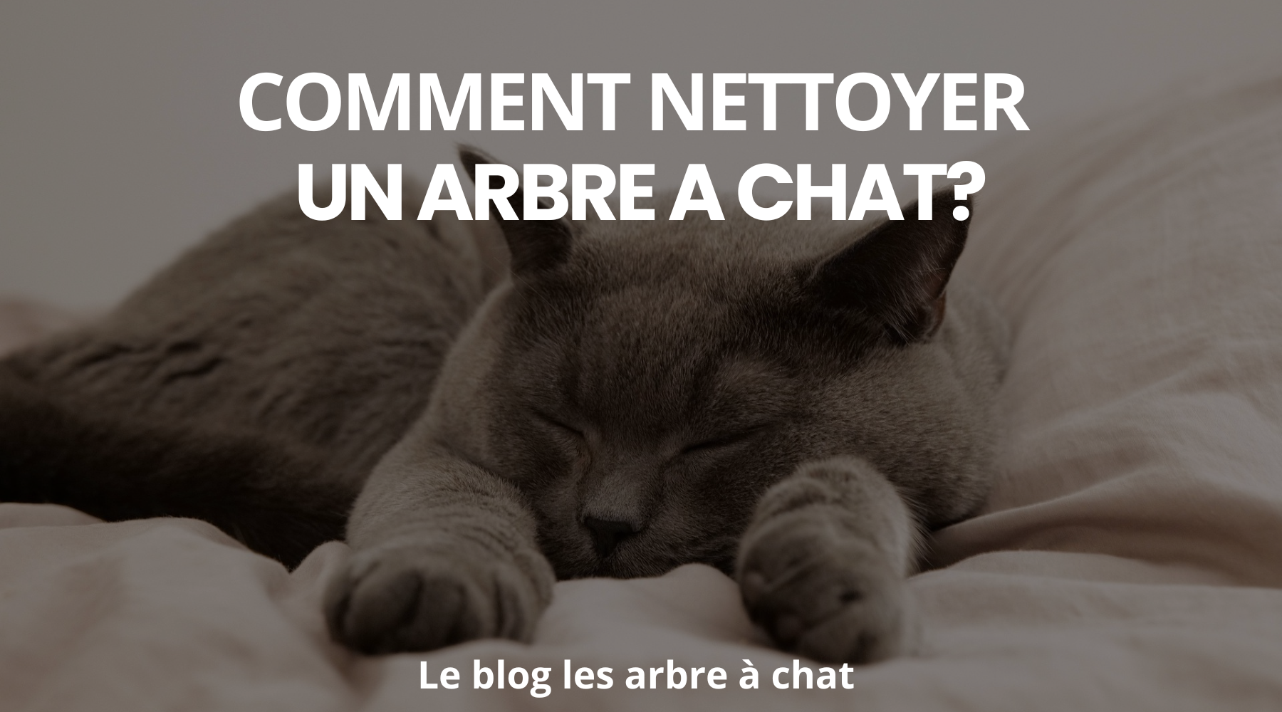 Comment nettoyer un arbre à chat ? - Le guide les arbres à chats Image
