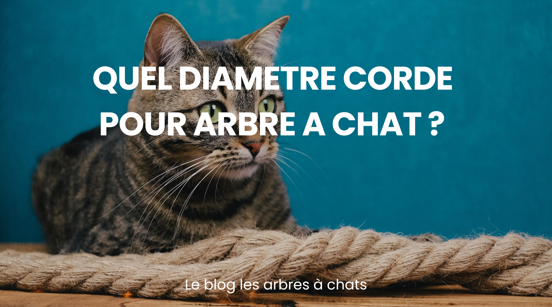 Quel diamètre corde pour arbre à chat ? - Le guide les arbres à chats Image