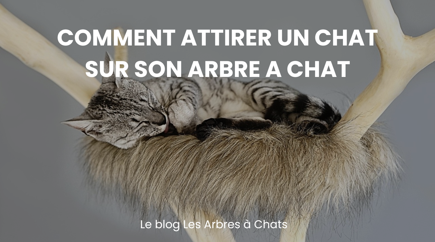 Comment attirer un chat sur son arbre à chat - Le guide les arbres à chats Image