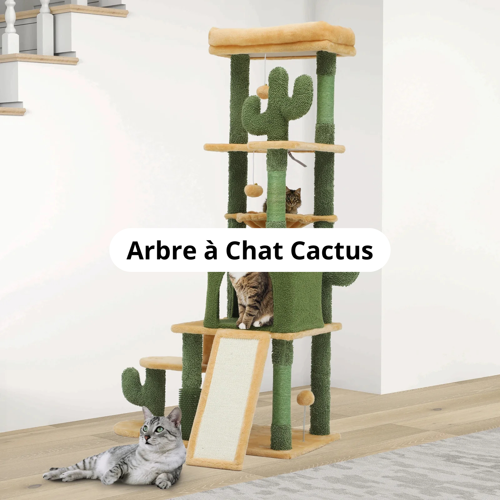 Arbre à Chat Cactus Image