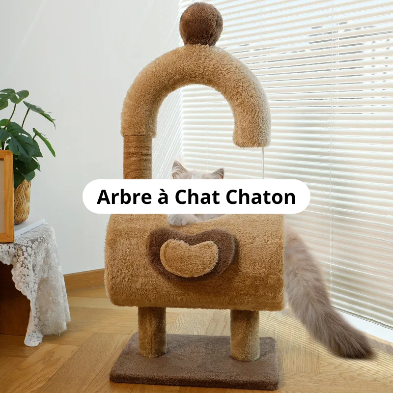 Arbre à Chat Chaton Image
