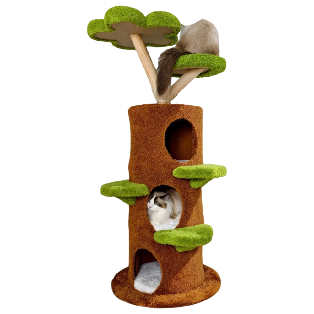 Arbre à Chat Naturel pour Chaton