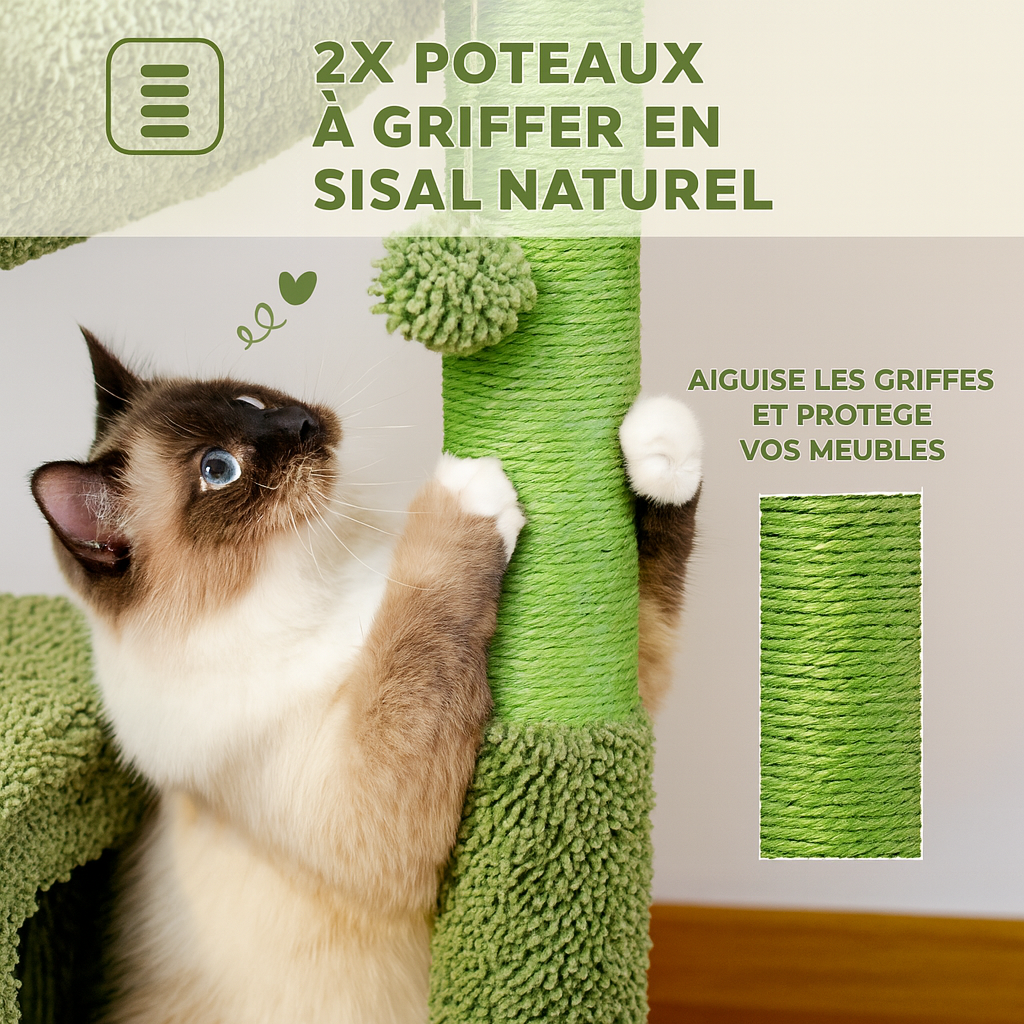 Petit Arbre à Chat Cactus