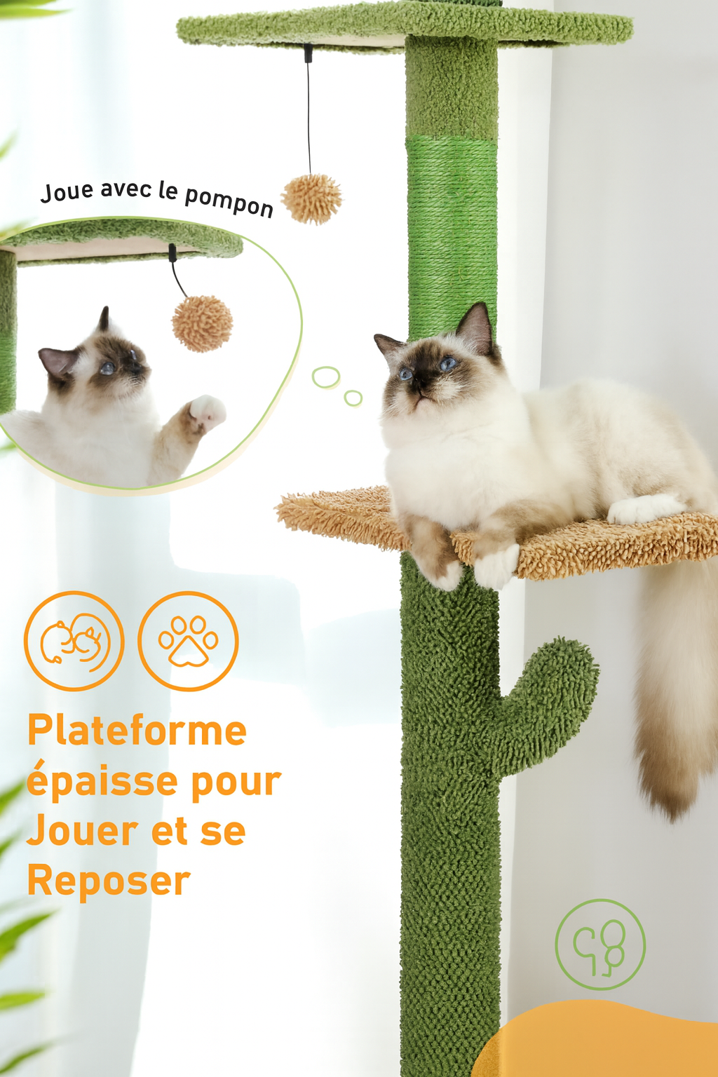 Arbre à Chat Cactus