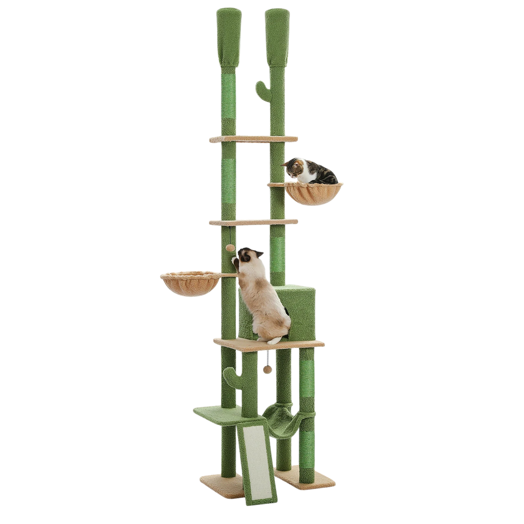 Arbre à Chat Cactus du Sol au Plafond