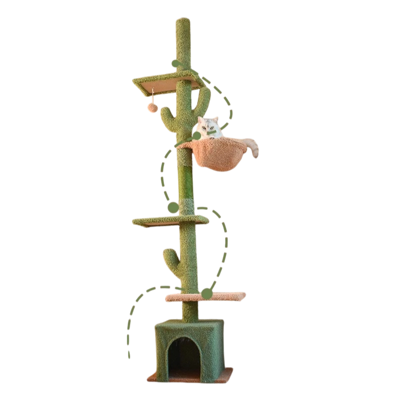 Arbre à Chat Cactus pilier