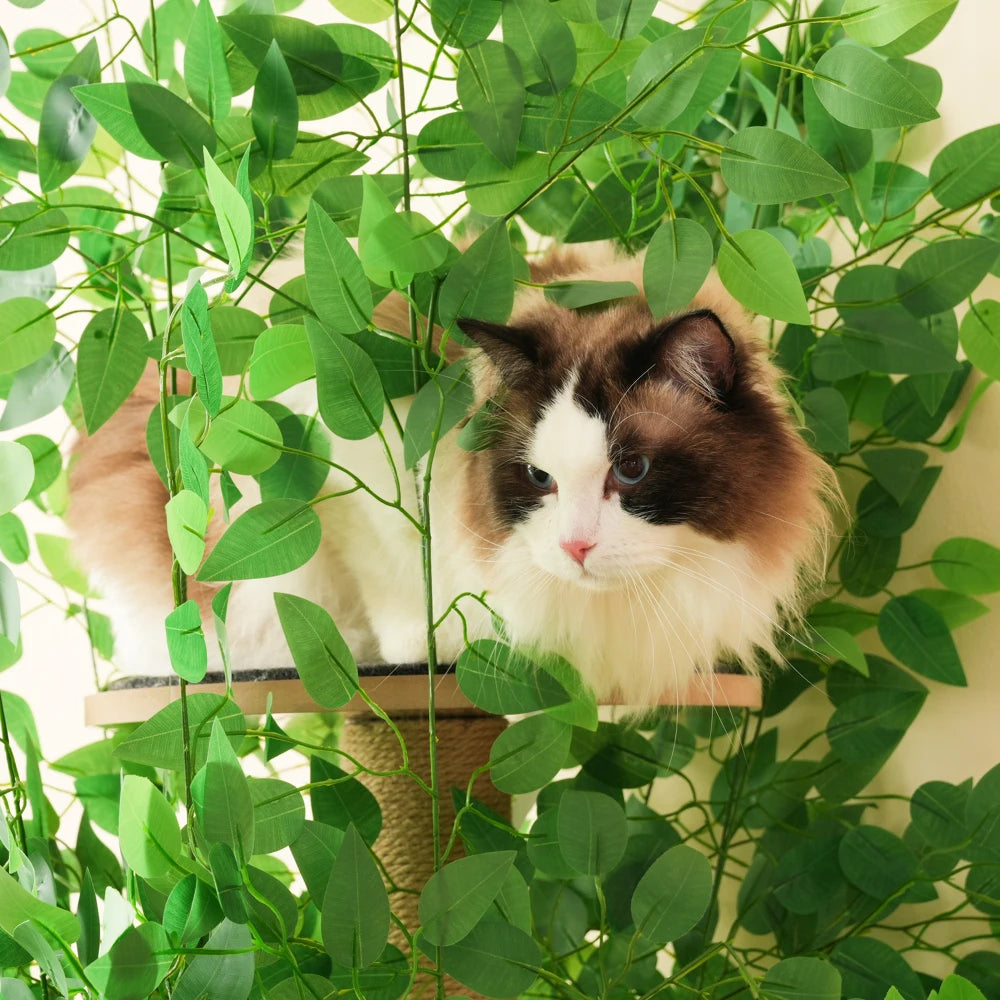Arbre à Chat Naturel